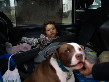 Former street dog Blue saved a baby girl during a fire In Detroit. 